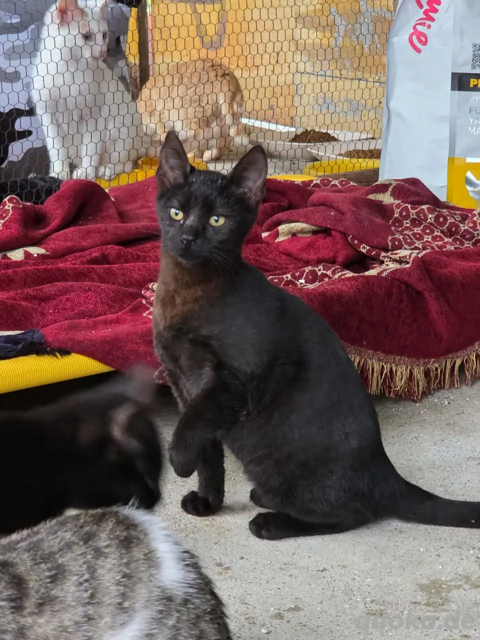 Kitten Katze Kater Tierschutz Nix Bundesweite Vermittlung 