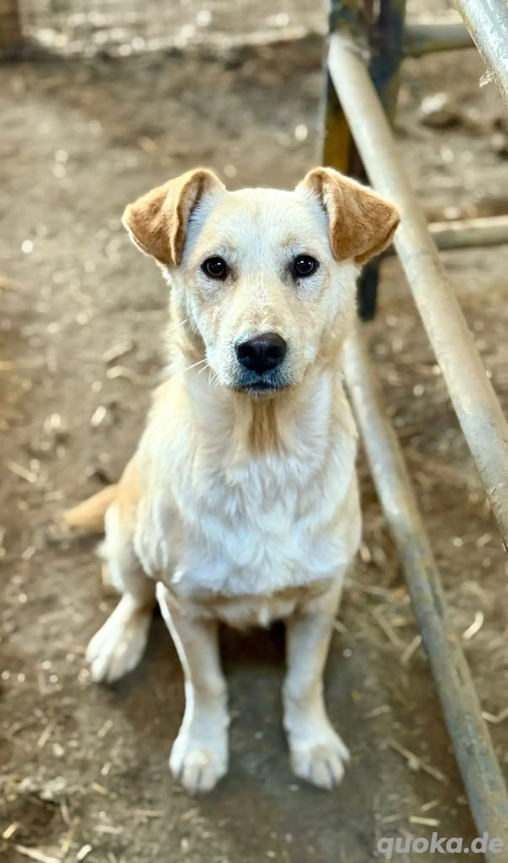 Nuno, der hübsche Rüde möchte ein glückliches Leben 