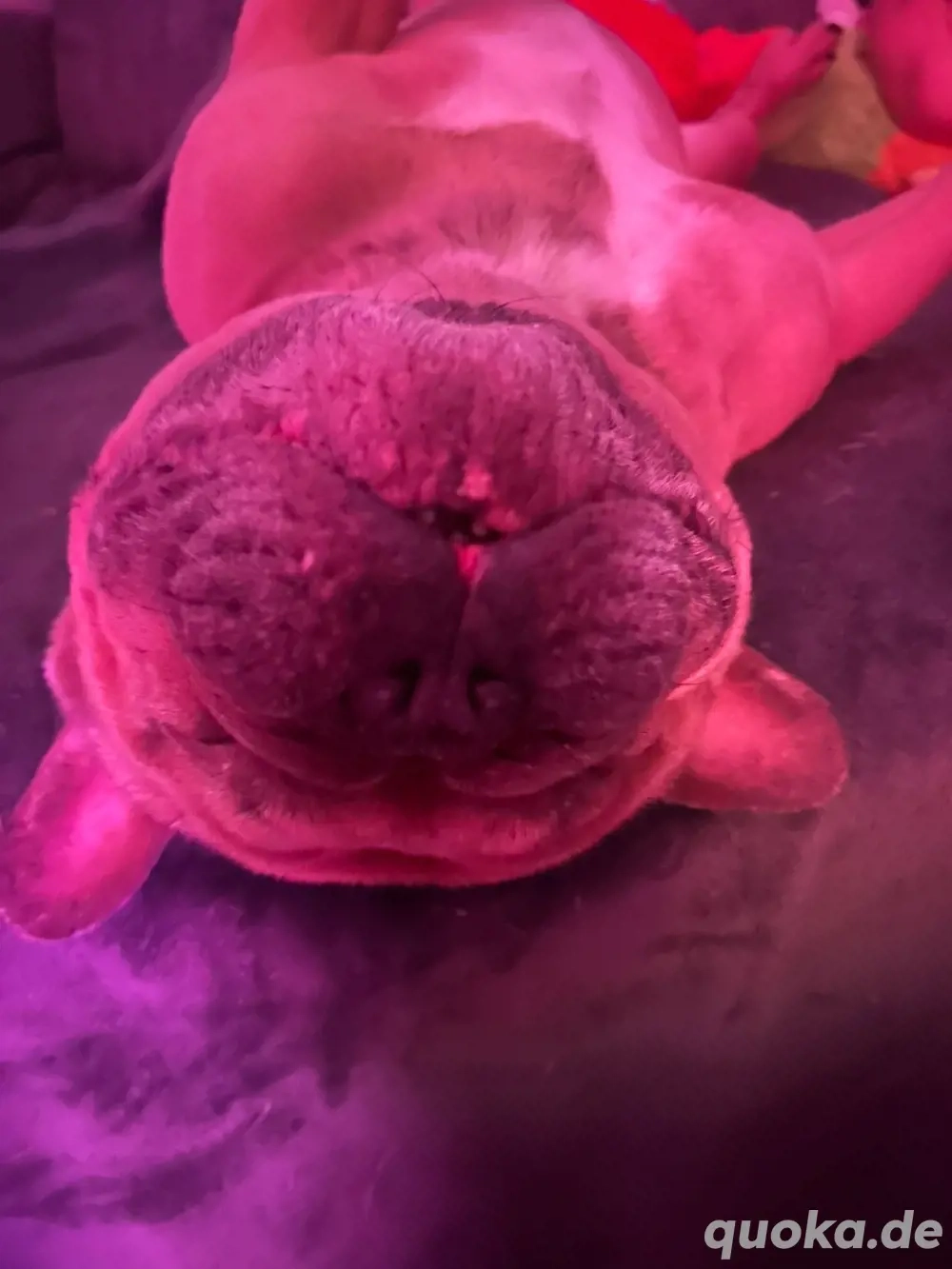 Björni sucht sein zu Hause