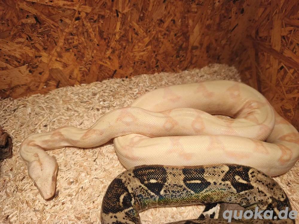 1.1 anery typ 1 und sunglow Boa 