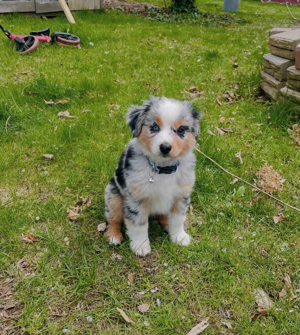 UUUHHKK Australian shepherd Welpen.
