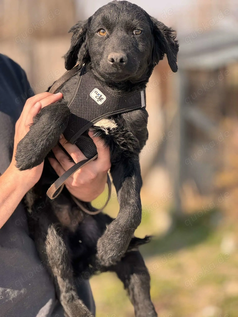  Cido   ein verlorenes Herz sucht ein Zuhause voller Liebe