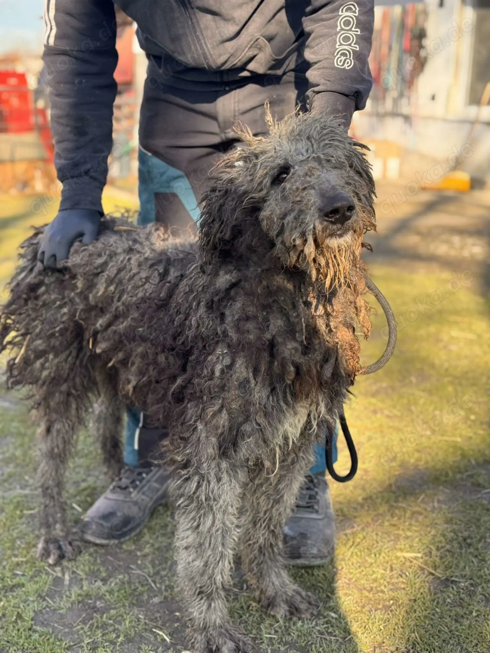 Wo sind die Wuschel-Liebhaber? Mikas sucht sein Glück!