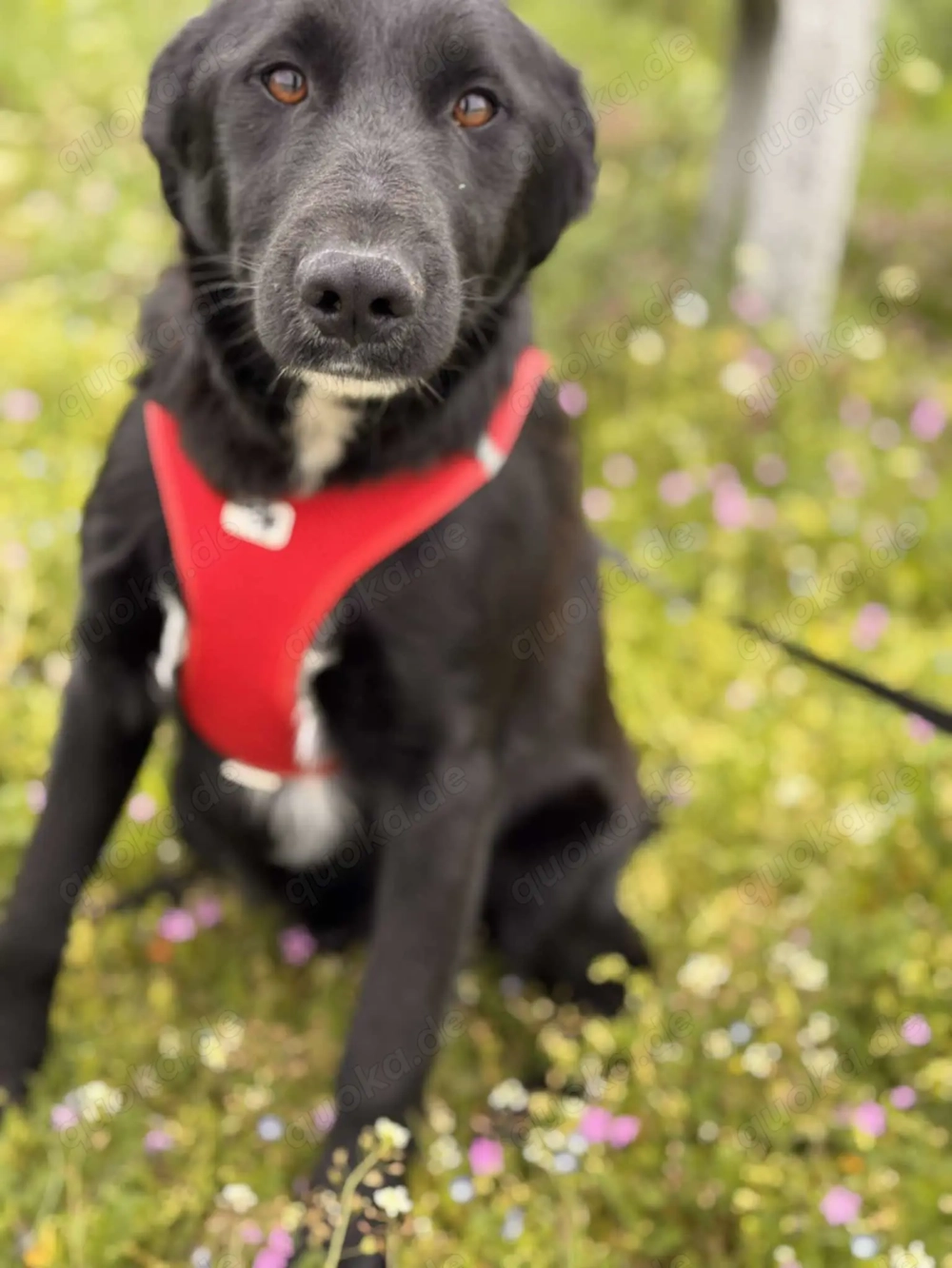 Hallo, ich bin Nicko   und ich wünsche mir so sehr, endlich gesehen zu werden