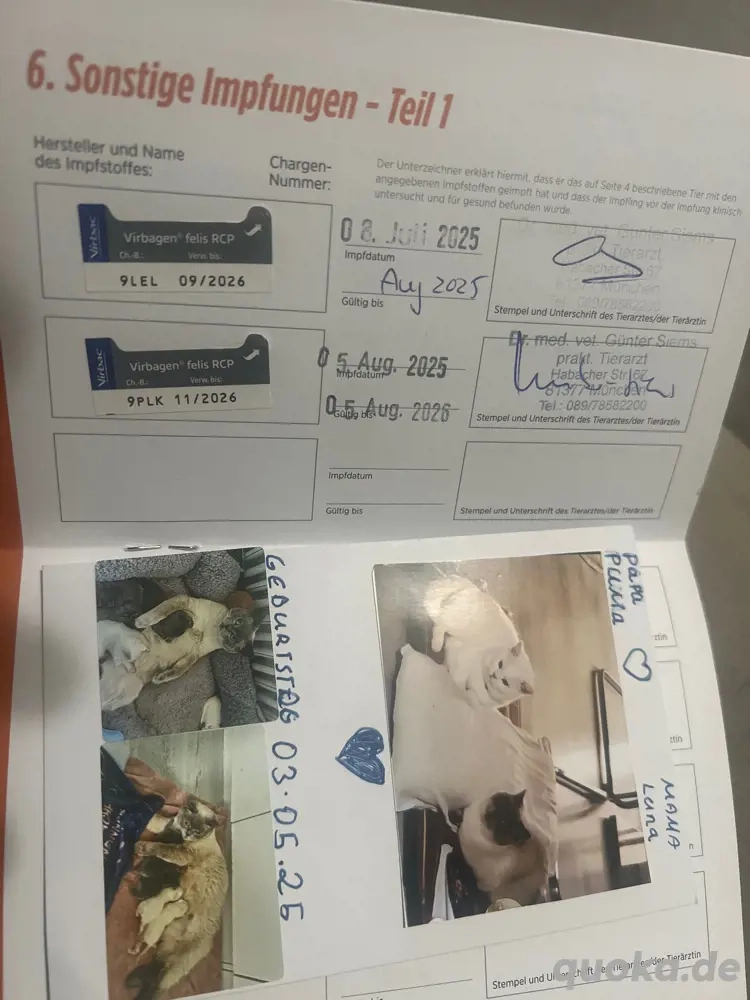 BKH Katze in liebevolle Hände abzugeben