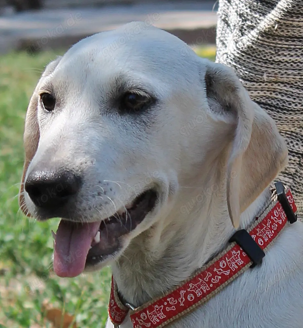  Momo   Ein Herz auf der Suche nach einem Zuhause voller Liebe