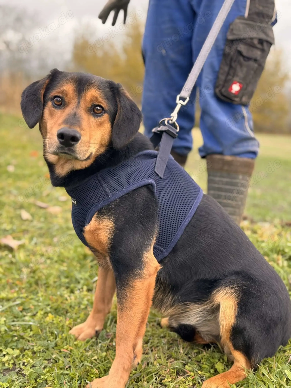 Sandré   Ein Neuanfang für einen besonderen Hund
