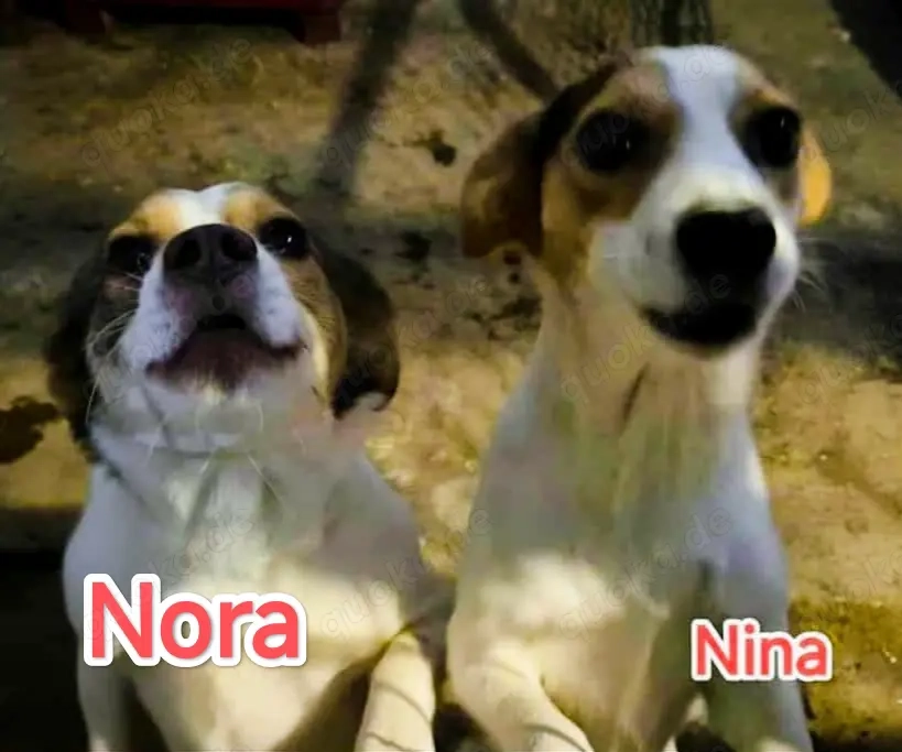 Nora - hast du ein Körbchen frei?