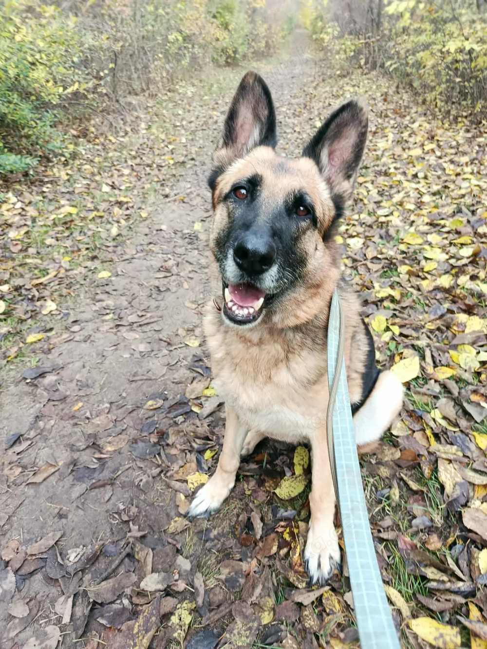  SZÉPSÉG   die Schönheit, die alles überlebt hat