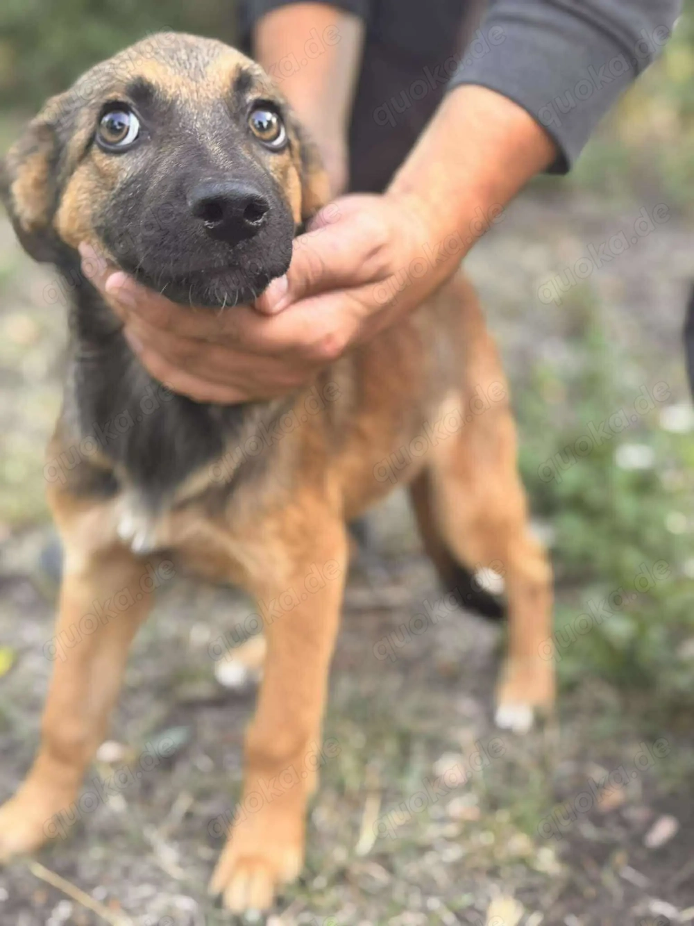Daggi   unser kleiner Sonnenschein sucht ein Zuhause! 