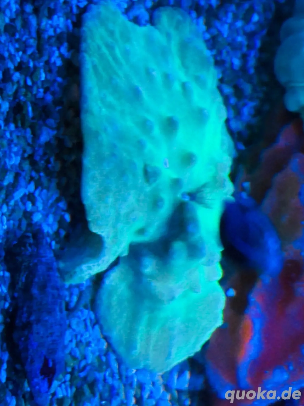 Fidji ultra Sinularia brassa 