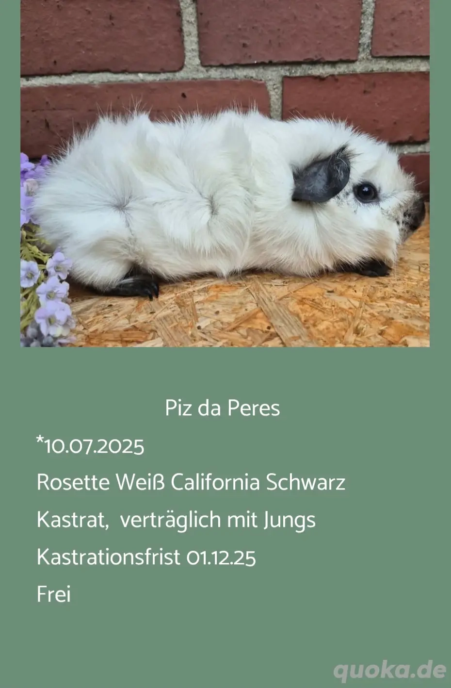 Kastrat Meerschweinchen US Teddy Rosetten 