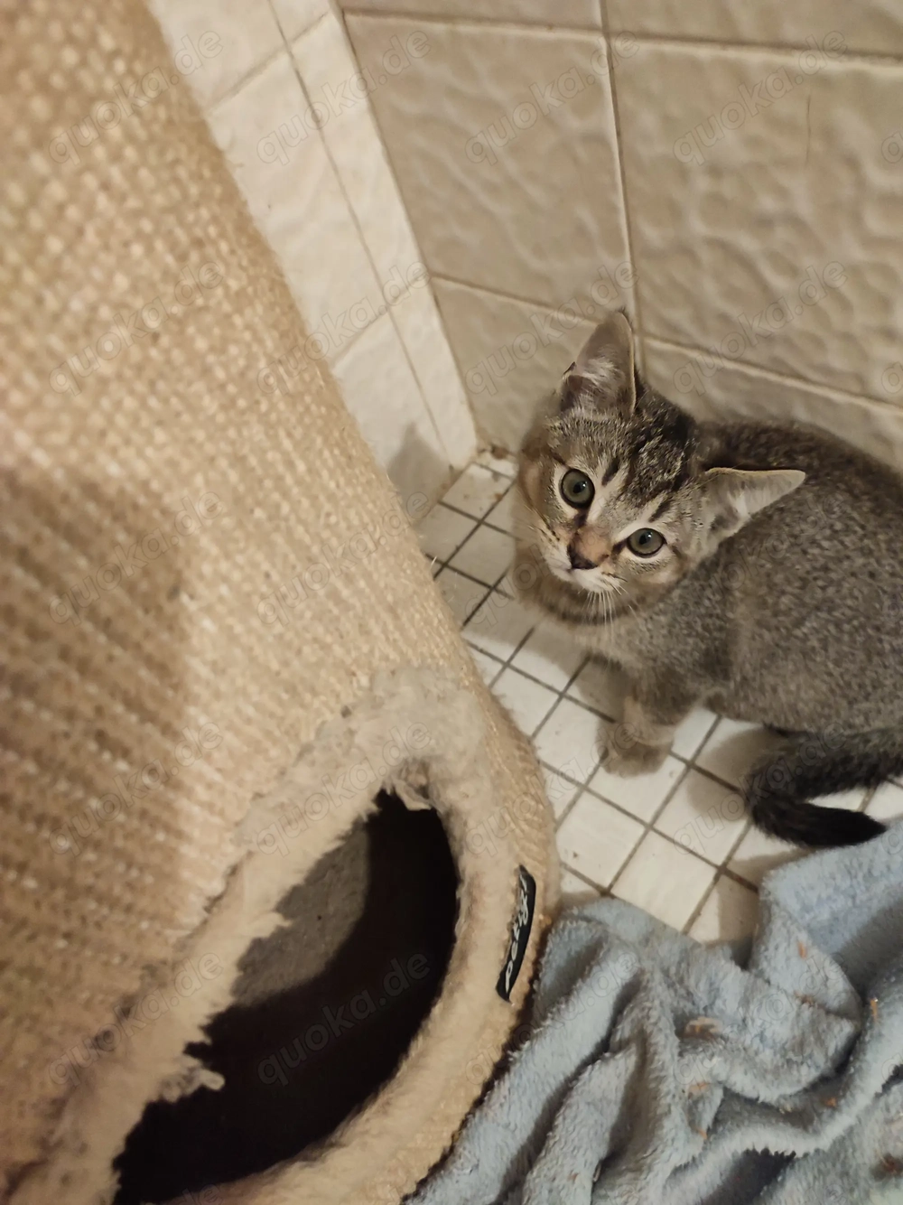 Kitten Männchen sucht ein Zuhause 