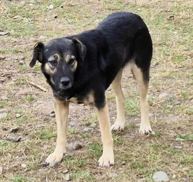 Rava - suchst du eine Begleiterin fürs Leben?