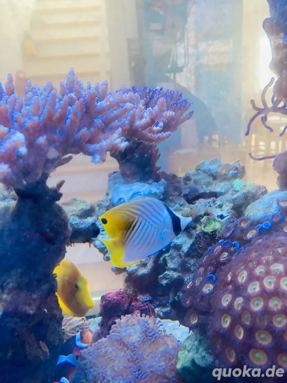 Fähnchen Falterfisch Chaetodon auriga