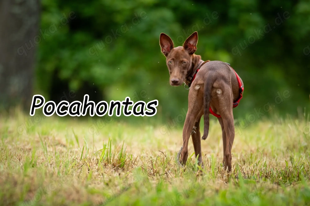 Sind Sie die richtigen Menschen damit Pocahontas ihr neues Leben mit viel Spaß erleben darf? 