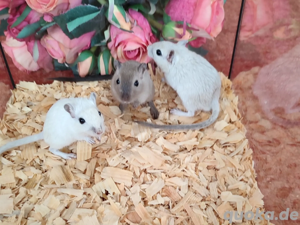 Zuckersüße Rennmauskinder aus seriöser Hobbyzucht mongolische Rennmäuse Gerbil Hamster Wüstenrenner