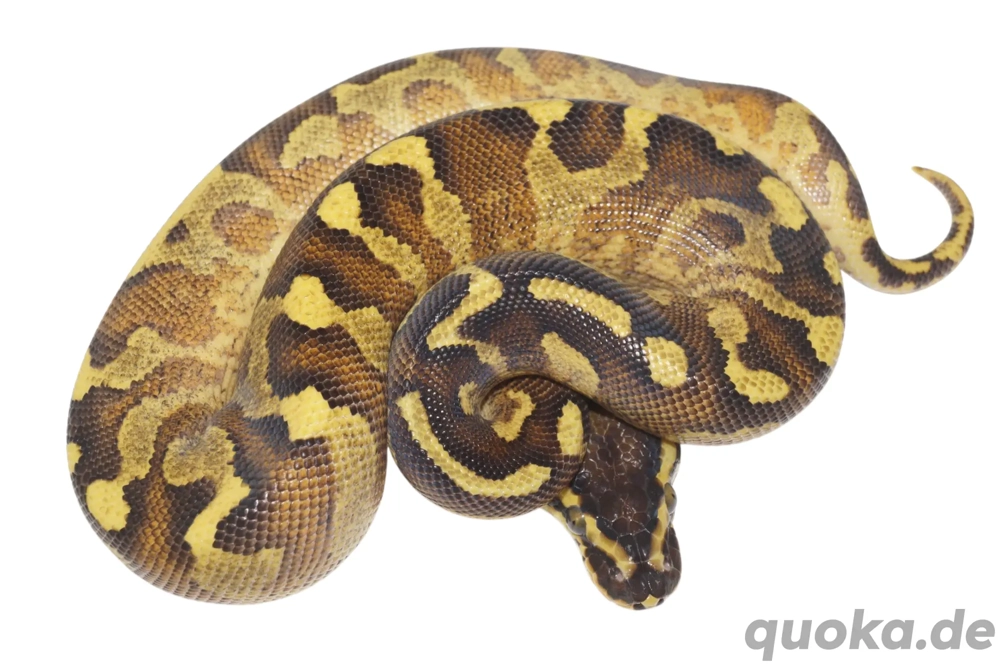 1.0 Enchi Super Asphalt Königspython, Python Regius 