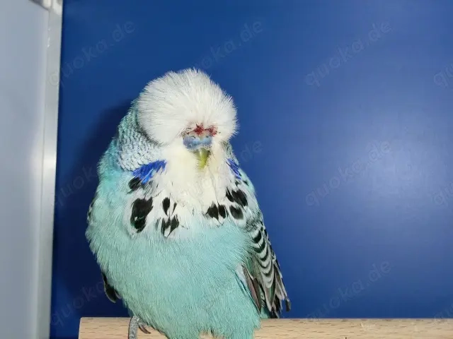 Schauwellensittiche zum abgeben 
