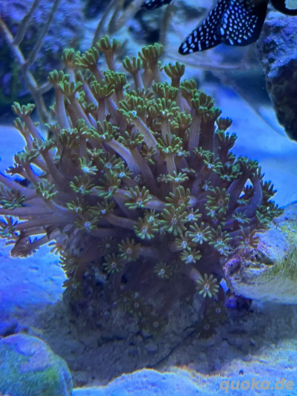 Alveopora korallenableger meerwasser aquarium