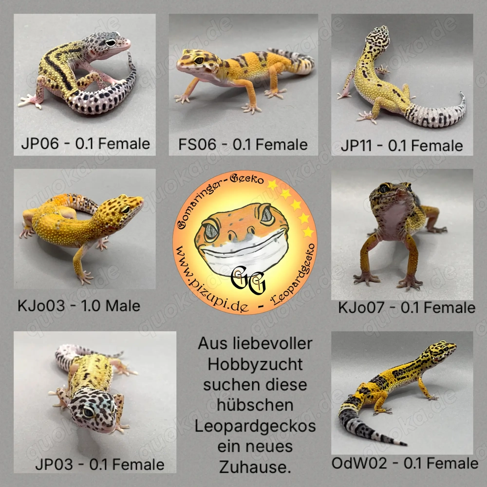 Leopardgecko
