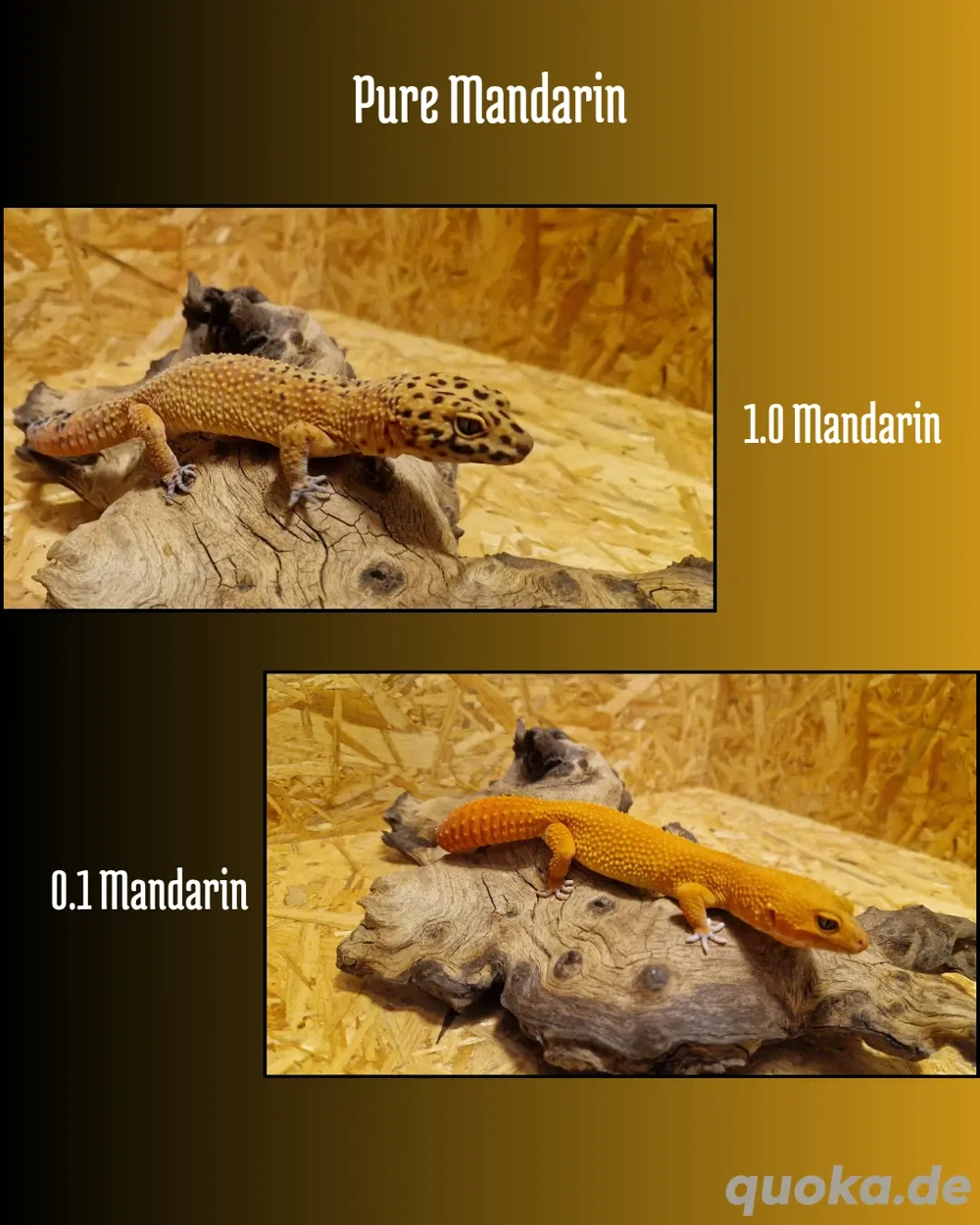 Leopardgecko Nachzuchten 2026