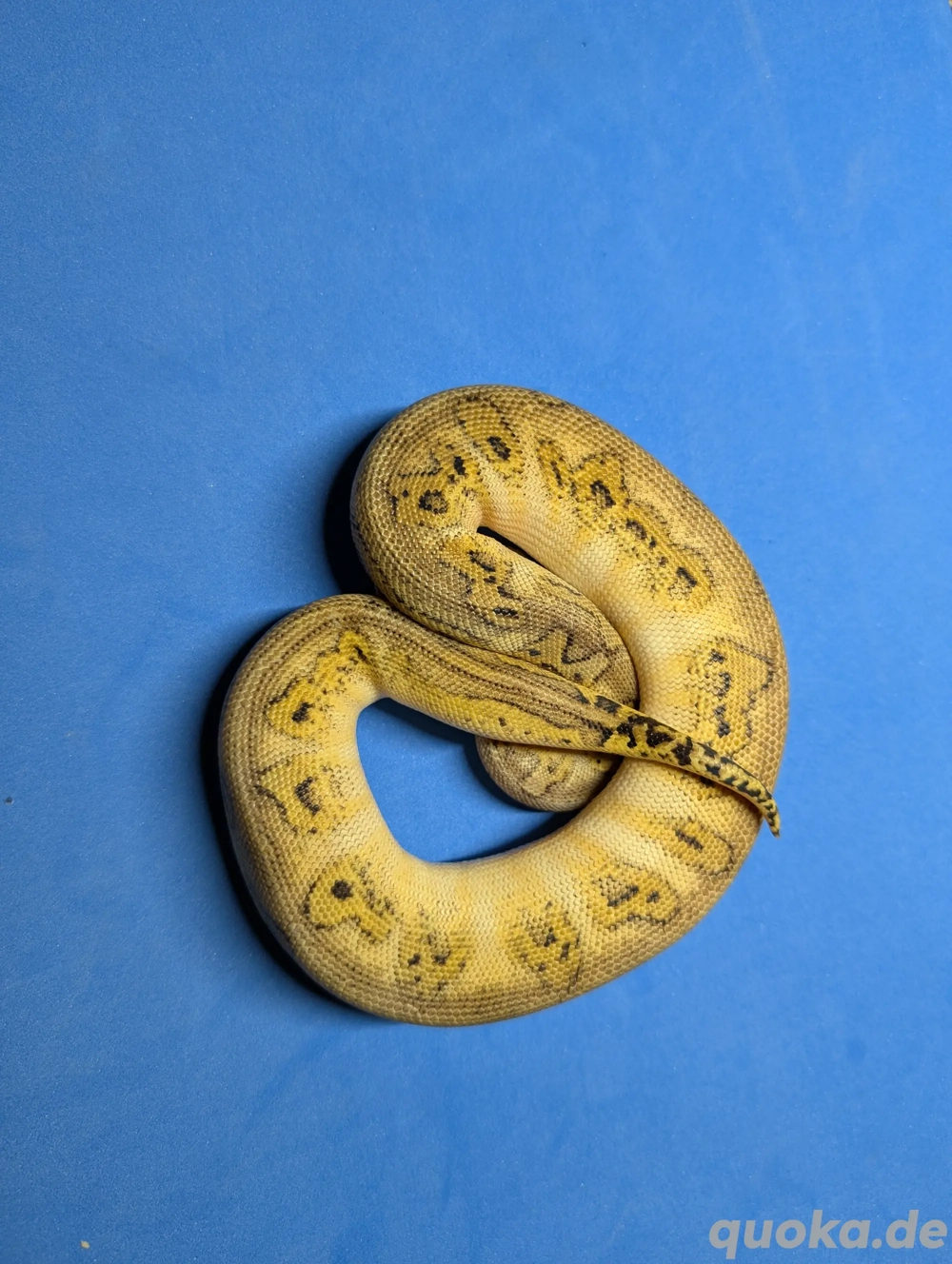 0.1 Bongo Pastel Clown 