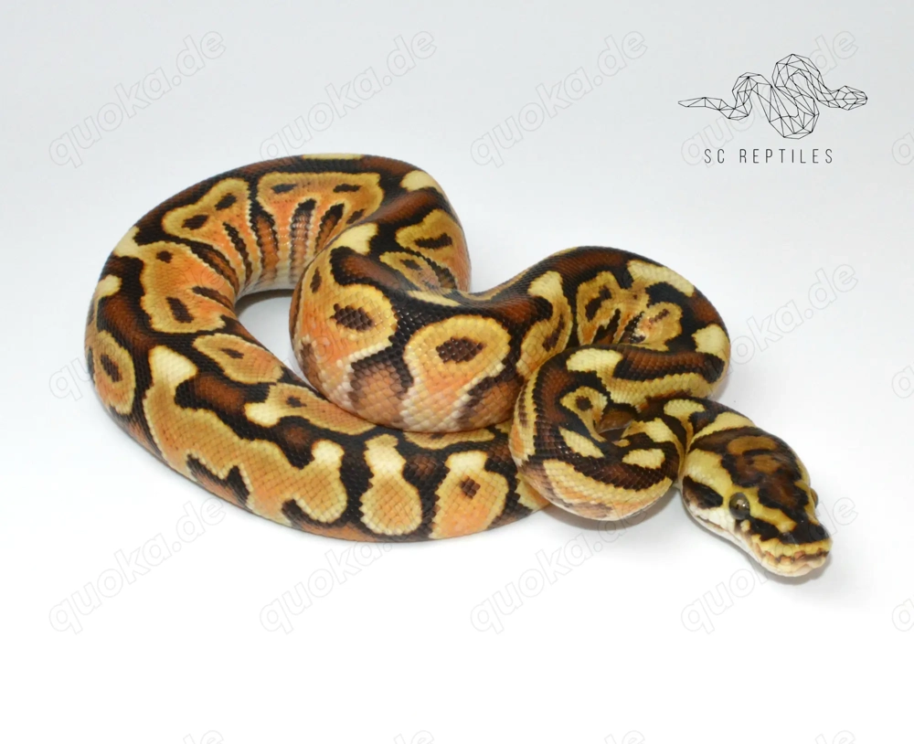 1.0 Special Spotnose Enchi 66% DH Genetic stripe Clown, Königspython 