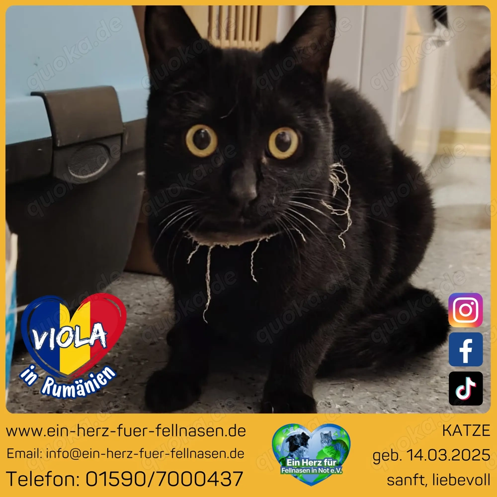 Schmusekatze Viola sucht ihr Happy End