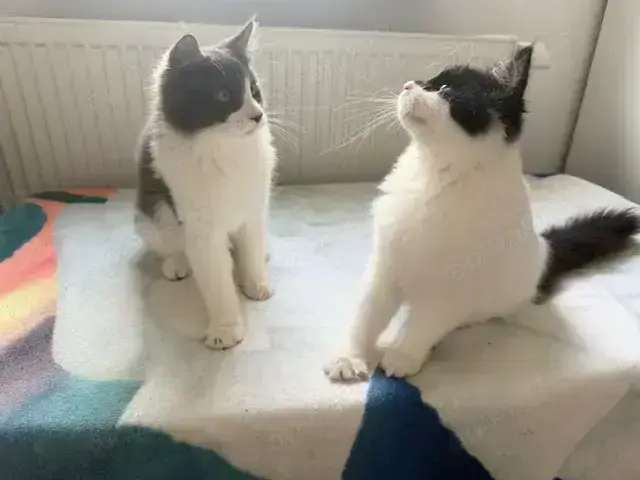 XXL Maine Coon Kitten suchen neues liebevolles Zuhause