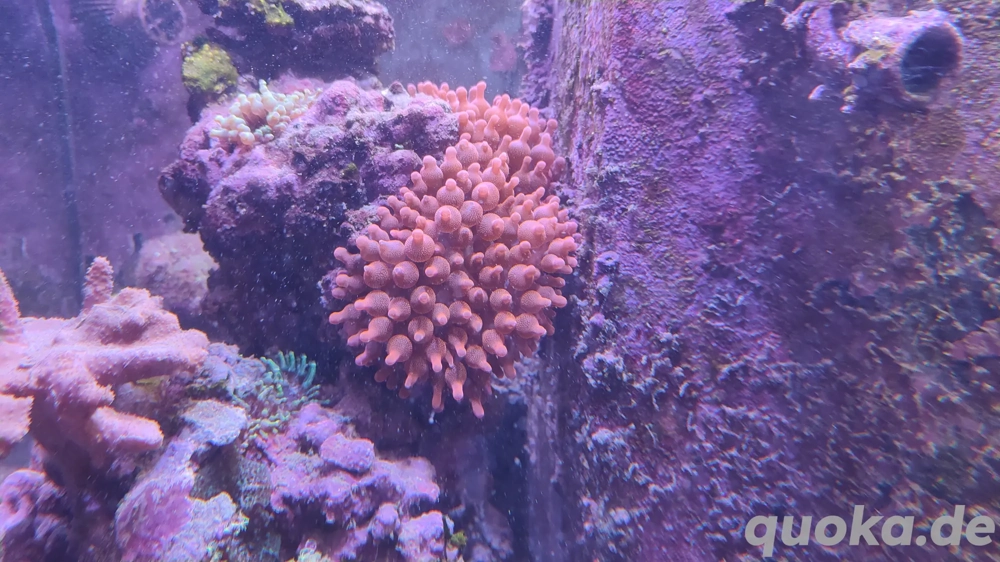 Korallenableger Anemone Kupfer Meerwasser Koralle