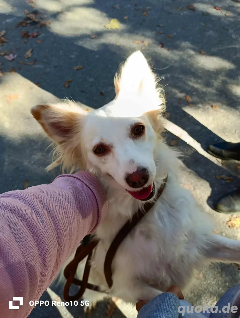 KIKA    ein Herz voller Liebe sucht ein Zuhause voller Wärme 