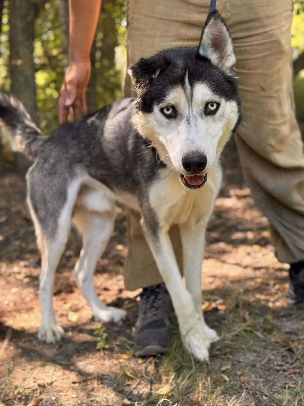 Nash   ein ganz besonderer Husky mit einer berührenden Geschichte.
