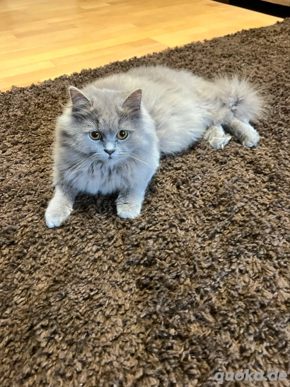 BKH  Lilac Mädchen Kitten Abholbereit. 