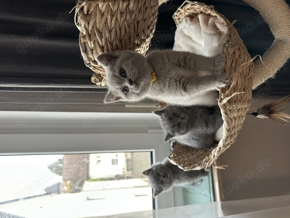 BKH Kitten (ohne Stammbaum) suchen ihr liebevolles Zuhause