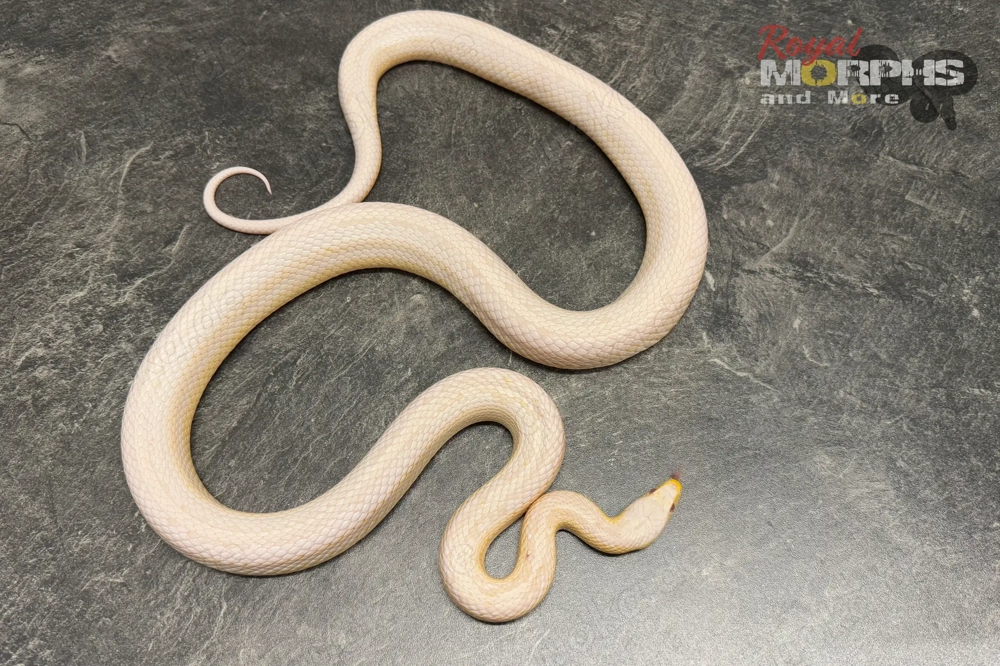 Kornnatter und Lampropeltis Leonis Zuchttiere - het. Palmetto usw.