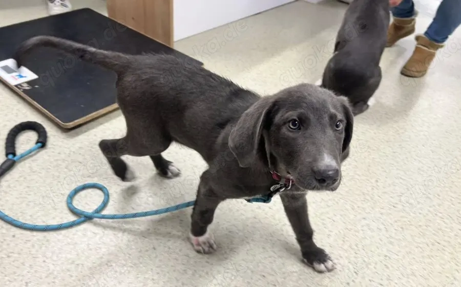 Unsere elegante kleine Lady Jade