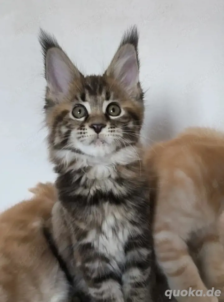 Maine Coon Kätzchen mit Stammbaum
