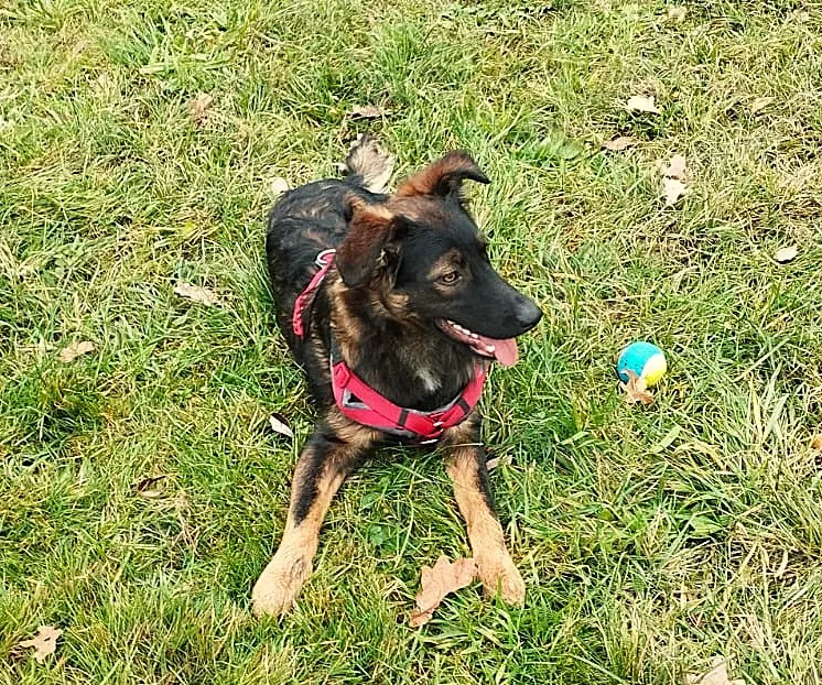 Rico, ein Sunnyboy, der jeden bezaubert!