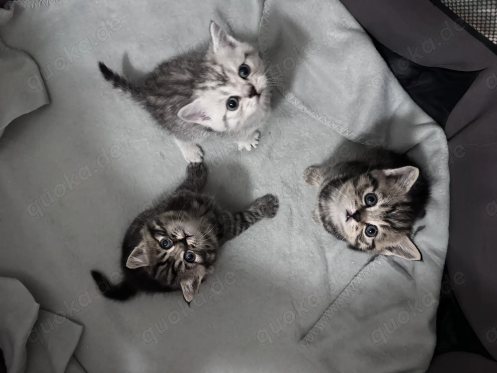 Britisch Kurzhaar Kitten