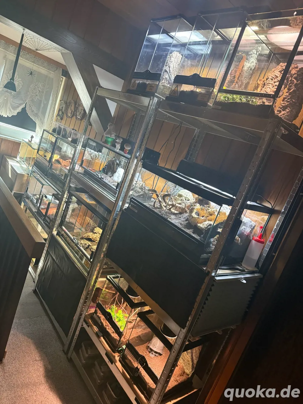 Spinnensammlung inklusive Terrarien 