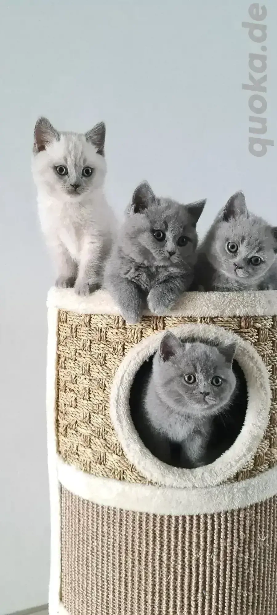 BKH-KITTEN in der Farbe Blue und Point. 