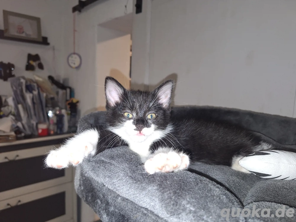 2 süße Katerchen suchen