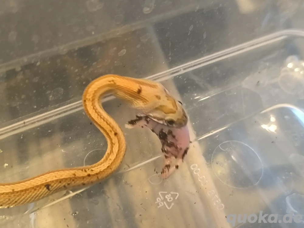 kornnatter baby männlich 