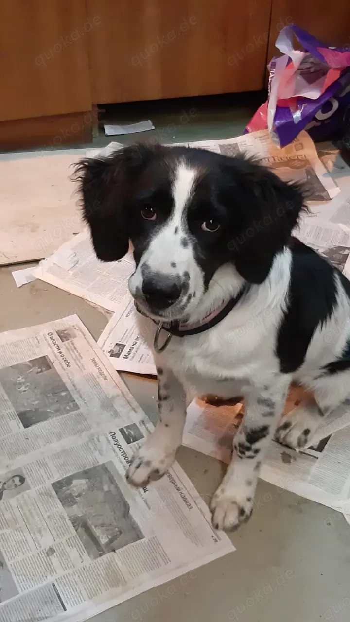 Mila   Fröhliche Junghündin mit großem Herz