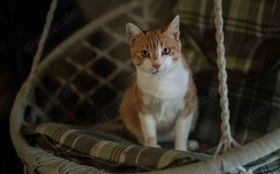 Freundlicher Mikusch wartet auf ein liebevolles Zuhause