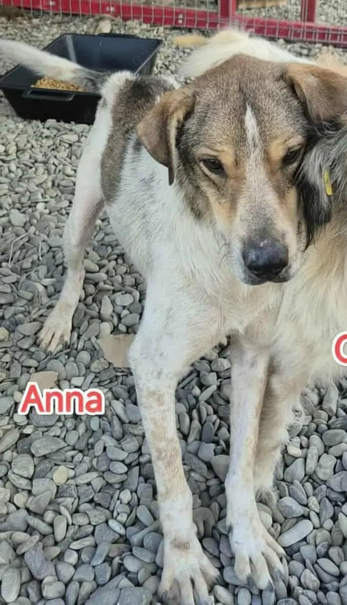 Anna - schenkst du ihr dein Herz?