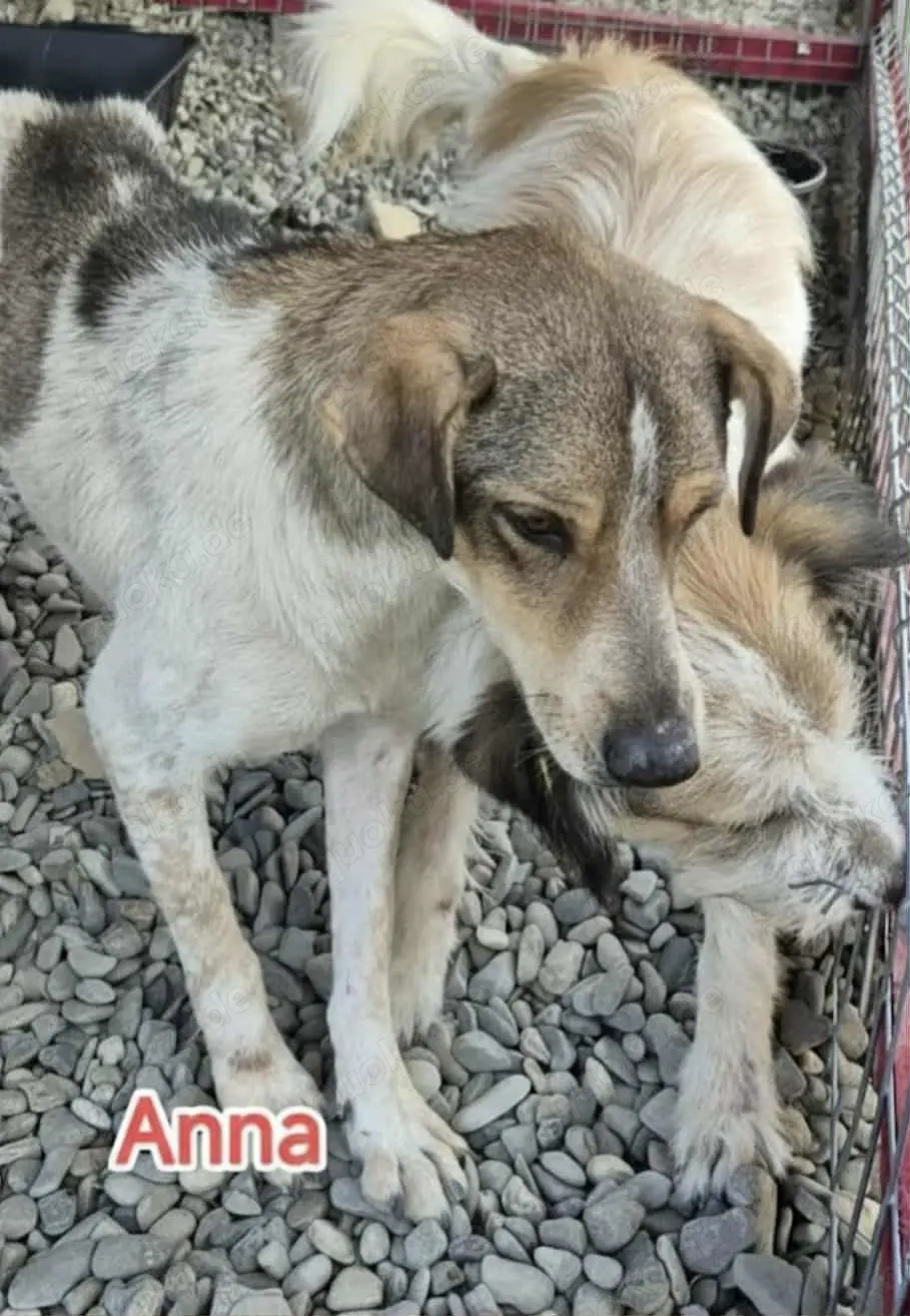 Anna hätte gerne ein Zuhause für immer