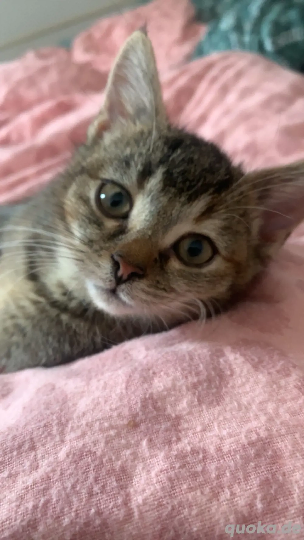 Babykatze mit Zubehör