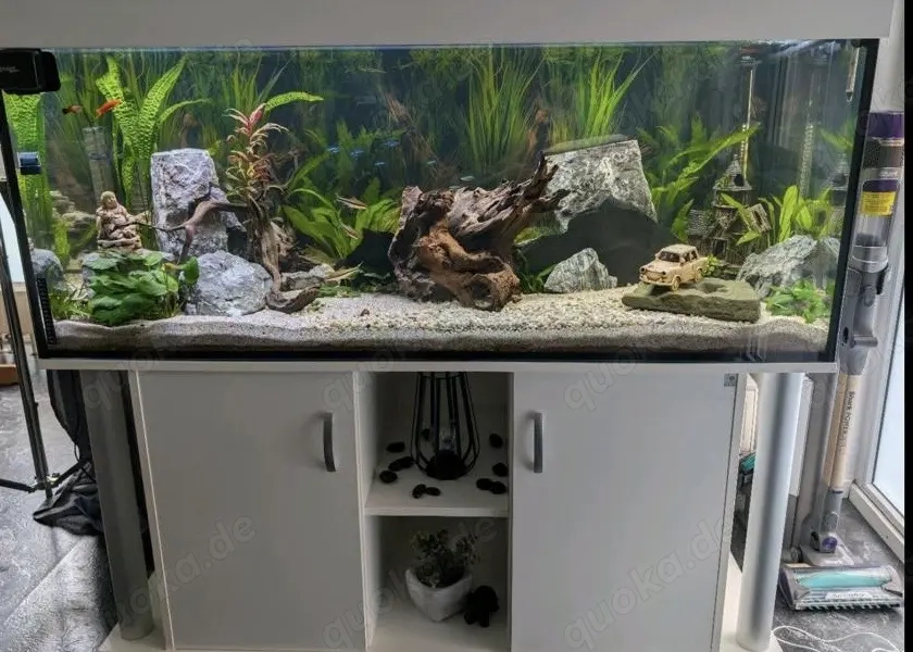 500 Liter Aquarium mit Fischen